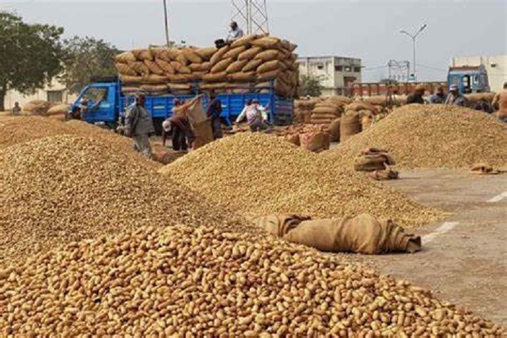 BJP MP demand relief to Gujarat farmers for buying ground nuts  ભાજપના કયા દિગ્ગજ નેતાએ ગુજરાતના ખેડૂતોને મગફળીની ખરીદીમાં રાહત આપવાની કરી માંગ? કોને કરી રજૂઆત?