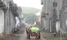 અમરેલી સહિત કયા કયા જિલ્લામાં વરસાદથી ધરતી પુત્રોની વધી ગઈ ચિંતા, કપાસ અને ડાંગરના પાકને નુકસાનની ભીતિ