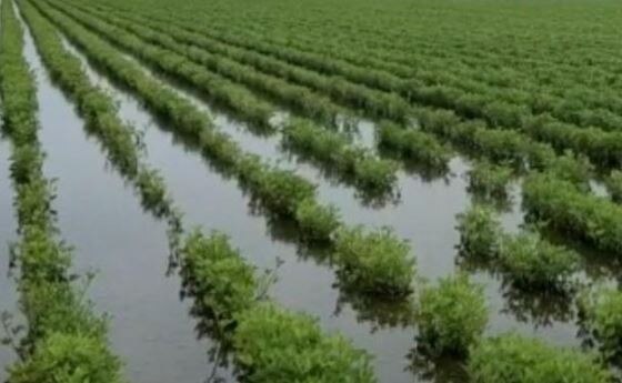 Damage to farmers' crops due to rains saurashtra and north gujarat સૌરાષ્ટ્ર અને ઉત્તર ગુજરાતના જિલ્લાઓમાં વરસાદ ખાબકતા ખેડૂતોના પાકને ભારે નુકસાની