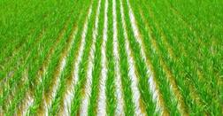 સૌરાષ્ટ્રના મોટાભાગના જિલ્લામાં કમોસમી વરસાદ, ખેડૂતોના પાકને નુકસાન