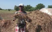 જૂનાગઢમાં કમોસમી વરસાદના કારણે વંથલી તાલુકાના ખેડૂતોને મોટુ નુકસાન