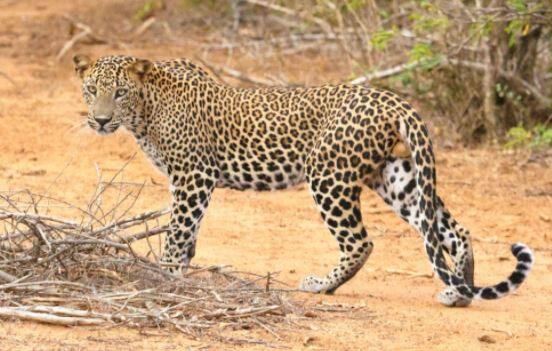 Leopard attack on 5 year old in Dhari range check details ધારીઃ 5 વર્ષના બાળક પર દીપડાએ કર્યો હુમલો, સારવાર દરમિયાન થયું મોત