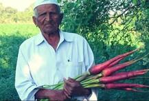 જૂનાગઢઃ પદ્મશ્રી ખેડૂત વલ્લભભાઈ મારવાણિયાનું નિધન, ગાજરની ખેતી માટે મળ્યો હતો પદ્મશ્રી