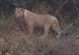 રાજકોટ જિલ્લામાં 3-3 સિંહોના ધામા, સિંહોના આંટાફેરા વધતા માલધારી-ખેડૂતો ફફડી ગયા