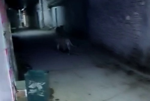 અમરેલીઃ કોવાયા ગામની બજારમાં શિકારની શોધમાં નીકળેલા સિંહે કૂતરા પાછળ મૂકી દોટ, વીડિયો વાયરલ