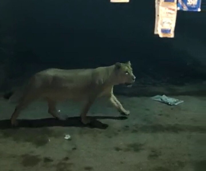 Lion run behind dog in Kovaya village of Amreli, video goes to viral અમરેલીઃ કોવાયા ગામની બજારમાં શિકારની શોધમાં નીકળેલા સિંહે કૂતરા પાછળ મૂકી દોટ, વીડિયો વાયરલ