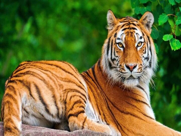 reliance will build worlds largest zoo in jamnagar ગુજરાતના આ શહેરમાં રિલાયન્સ બનાવશે દુનિયાનુ સૌથી મોટુ પ્રાણી સંગ્રહાલય, જાણો વિગતે