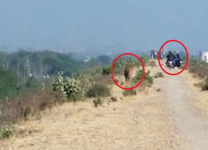 Lions runs behind bike in Jetpur, watch more photos of lions  રાજકોટઃ પજવણીથી કંટાળેલા સિંહે બાઇક પાછળ લગાવી દોડ ને પછી...., જુઓ તસવીરો