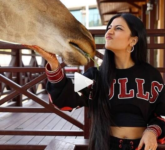 વીડિયોમાં યુજવેન્દ્ર ચહલ અને ધનાશ્રી વર્મા ઝિરાફને ખવડાવતા દેખાઇ રહ્યાં છે.