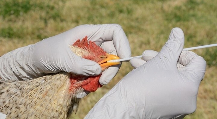bird flu confirmed in dead migratory birds in himachal pradesh cases have come from four states દેશ પર તોળાઈ રહ્યું છે ‘બર્ડ ફ્લુ’નું જોખમ, હિમાચલ-એમપી, ગુજરાત સહિત પાંચ રાજ્યમાં હજારો પક્ષીઓના મોત