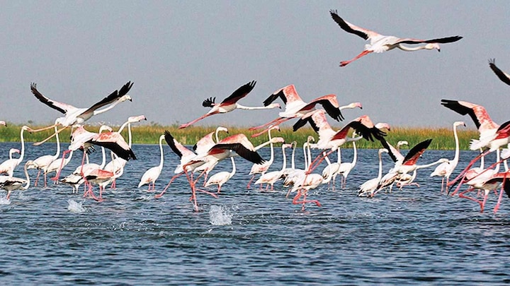 Despite the entry of bird flu in the state, the bird sanctuary will not remain closed રાજ્યમાં બર્ડ ફ્લૂની એન્ટ્રી થવા છતાં આ પક્ષી અભ્યારણ્ય બંધ નહીં રહે