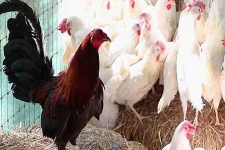 maharashtra 900 chickens killed in parbhanis poultry form samples sent to check for reasons મહારાષ્ટ્ર: પરભણીના પોલ્ટ્રી ફાર્મમાં 900 મરઘીના મોત થયા