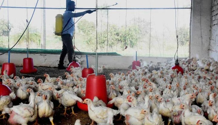 Bird flu spared in nine state, bird flu updates abp asmita gujrati news દિલ્લી બાદ મહારાષ્ટ્રના કેટલાક જિલ્લામાં બર્ડ ફ્લૂનો પગ પેસારો, 9 રાજ્યોમાં બર્ડ ફ્લૂની દસ્તક