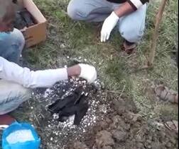 રાજ્યના ત્રણ જિલ્લામાં બર્ડ ફ્લૂની એન્ટ્રી, સુરત અને જૂનાગઢ બાદ આ જિલ્લામાં નોંધાયો બર્ડ ફ્લૂનો કેસ