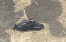 રાજ્યના 6 જિલ્લામાં બર્ડ ફ્લૂની પુષ્ટિ, આ જિલ્લામાં મૃત કાગડાનો રિપોર્ટ પોઝિટિવ આવતા વહીવટી તંત્રમાં ફફડાટ