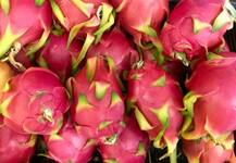 રૂપાણીએ જેનું નામ કમલમ કરી નાંખ્યું એ ડ્રેગન ફ્રુટ મૂળ ક્યાંનું છે ? જાણો ખાવાથી શું શું થાય છે ફાયદા ?