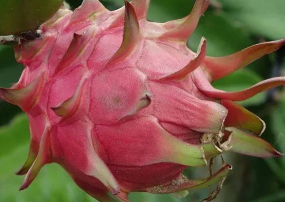 વિકિપીડિયા મુજબ આ ફળ મધ્ય અમેરિકા અને દક્ષિણ અમેરિકાનું ફળ છે. એશિયાઇ મૂળના લોકોમાં આ ફળ અત્યંત લોકપ્રિય છે. તેનો સ્વાદ થોડો મીઠો હોય છે. આ ફળનો દેખાવ અત્યંત ઘાટા રંગનો અને ફૂલ મનમોહક હોય છે. સ્વાદ સિવાય આ ફળ વધુ પ્રમાણમાં પાણી અને તત્ત્વો ધરાવે છે, જે દૈનિક આહારમાં જરૂરી હોય છે.