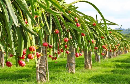 Andhra Pradesh Govt is Providing Rs 35000 Subsidy for Dragon Fruit Cultivation Dragon Fruit Cultivation: మీ పొలంలోకి ఎంటర్ ది 'డ్రాగన్ ఫ్రూట్'... సాగుకు సబ్సిడీ 35 వేలు అందుకోవచ్చు
