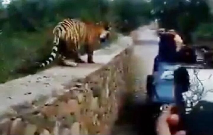 Tiger stand agaist tourist, people shocking અચાનક સામે આવીને ઉભો રહી ગયો વાઘ, લોકોએ કરી આવી મૂર્ખામી, વીડિયો વાયરલ