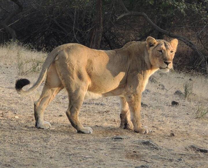 Lion attack on man in Amreli, man injured અમરેલીઃ ફળિયામાં બાંધેલી ભેંસ પર સિંહે કર્યો હુમલો, બચાવવા યુવક વચ્ચે પડ્યો ને પછી....