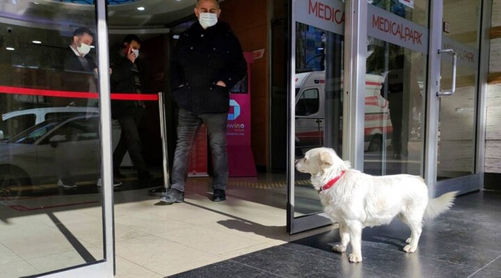 Dog awaited 6 days for meet sick owner in turkey abp  માલિકનો હોસ્પિટલમાં ચાલી રહ્યો હતો ઇલાજ, કૂતરો 6 દિવસ સુધી બહાર જોતો રહ્યો રાહ