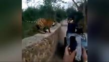 Viral Video: વાઘની તસવીર લઈ રહ્યા હતા લોકો અને પછી જે થયું તે તમે પણ જુઓ