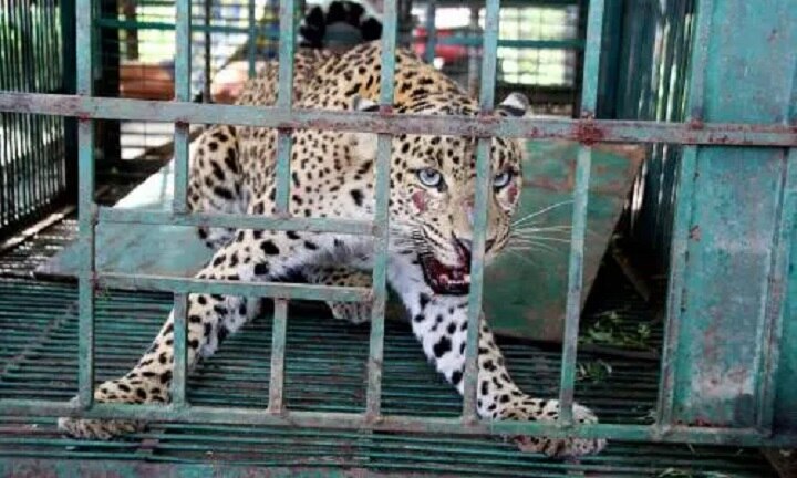 Leopard run from cage in Junagarh , Cage break from head   જુનાગઢઃ સક્કરબાગમાં પિંજરાને માથા મારી તોડીને દીપડો નાસી ગયો, મચી દોડધામ