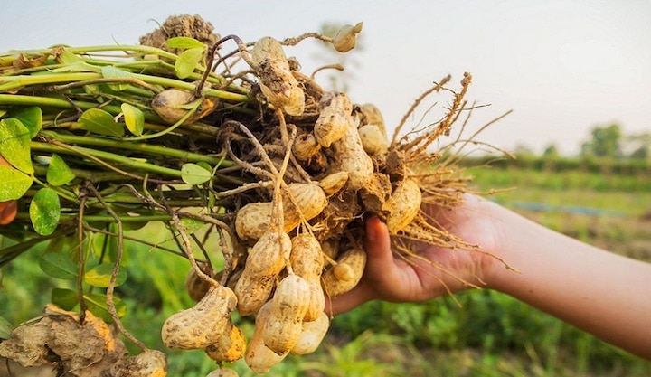 Gujarat Agriculture News: Know how to save ground nut crop from insect Ground Nut Crop: મગફળીના પાકને નુકસાન પહોંચાડે છે આ જીવાત, જાણો કેવી રીતે અટકાવશો ઉપદ્રવ