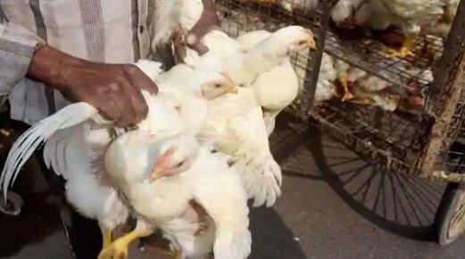 A case of bird flu was reported in Bhavnagar district ભાવનગર જિલ્લામાં બર્ડ ફ્લૂની પુષ્ટી, અત્યાર સુધીમાં નવ જિલ્લામાં ફેલાયો બર્ડ ફ્લૂ