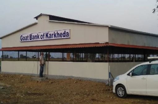 Maharashtra: ખેડૂતે શરૂ કરી અનોખી બેંક, લોનમાં લઈ જાવ બકરી અને પરત કરો ચાર બચ્ચા