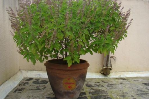 Vastu Tips: Keep this things in mind at plantation of tulsi in home Tulsi Plant in Home: ઘરમાં તુલસીનો છોડ વાવતી વખતે આ વાતો રાખજો ધ્યાનમાં, નહીંતર.....