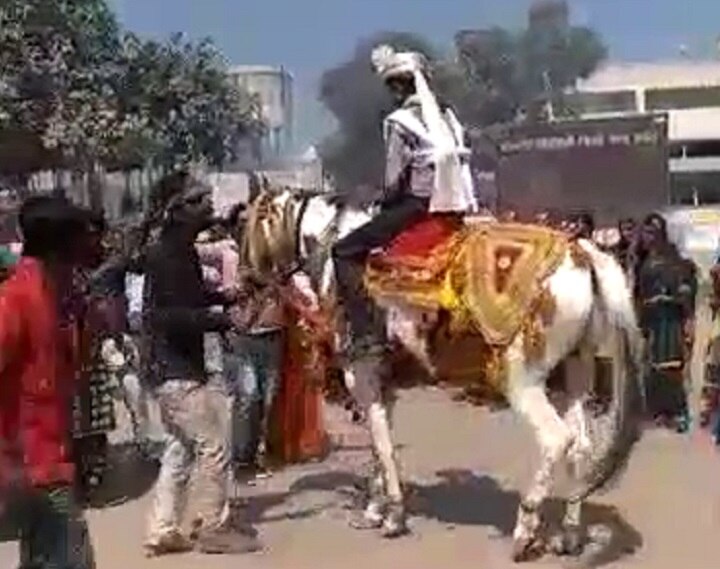 Patan : Groom video goes to viral after horse run with youth Patan : વરઘોડામાંથી વરરાજાને લઈને ઘોડો ભાગ્યો, જાનૈયા પાછળ દોડ્યા ને....., વીડિયો વાયરલ