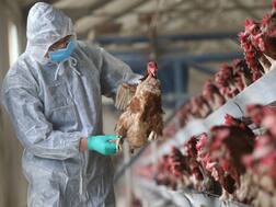 Avian H5N8 Flu in Humans: માણસમાં ફેલાયો બર્ડ ફ્લૂનો વાયરસ, રશિયામાં પોલ્ટ્રી ફાર્મના સાત લોકો સંક્રમિત