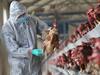 Avian H5N8 Flu in Humans: માણસમાં ફેલાયો બર્ડ ફ્લૂનો વાયરસ, રશિયામાં પોલ્ટ્રી ફાર્મના સાત લોકો સંક્રમિત