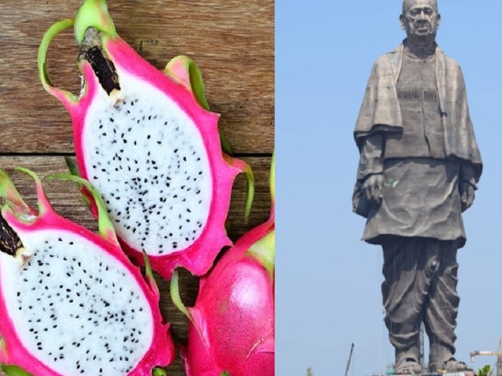 Gujarat Assembly Budget Session 2021: government announcement in the budget regarding Kamalam Fruit and Statue of Unity Gujarat Assembly Budget Session 2021: સરકારે બજેટમાં કમલમ્ ફ્રૂટ અને સ્ટેચ્યુ ઓફ યુનિટિને લઈને શું કરી મોટી જાહેરાત ? જાણો
