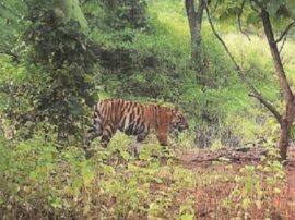 पीलीभीत: हमले के बाद आक्रोशित ग्रामीणों ने बाघ को पीट पीट कर मार डाला पीलीभीत: हमले के बाद आक्रोशित ग्रामीणों ने बाघ को पीट पीट कर मार डाला