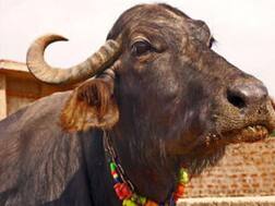 भैंस चोरी के आरोप में जूनियर इंजीनियर को क्लीन चिट, भीड़ ने कर दी थी धुनाई