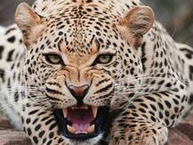 महराजगंज: खेत में काम कर रहे लोगों पर तेंदुए का हमला, दो भाई घायल