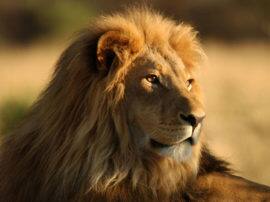 लॉयन सफारी में 'तौकीर' की मौत, कई दिनों से था बीमार लॉयन सफारी में 'तौकीर' की मौत, कई दिनों से था बीमार