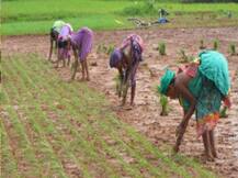 Etawah News साल 2022 तक दोगुनी होगी किसानों की आय: कृषि मंत्री