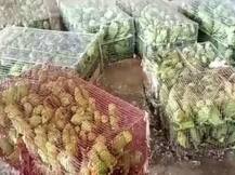 गोरखपुर में हत्थे चढ़ा तस्करों का गिरोह, कब्जे से 500 तोतें बरामद