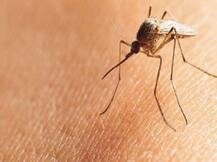 पीलीभीत में डेंगू के चलते अबतक 36 की मौत, सीएमओ ने कहा अन्य वजहों से हुई मौतें