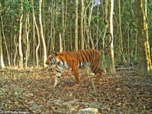 बाघ की दहशत से आधा दर्जन गांव हुये ओडीएफ...पढ़िये महोबा-हमीरपुर से आई ये दिलचस्प रिपोर्ट