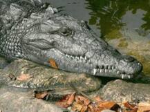 बांदा: यमुना नदी में मृत अवस्था में मिला मगरमच्छ, गोली लगने के मिले निशान