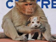 कुत्ते को बच्चे की तरह पाल रही थी बंदरिया, आगे जो हुआ वो जानकर दंग रह जाएंगे आप