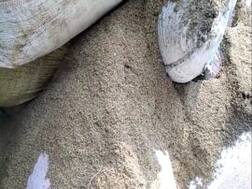 नकली जीरा बनाने वाले गिरोह का भंडाफोड़, जानिए- फूलझाड़ू के बीज से कैसे बनाया जाता था जीरा