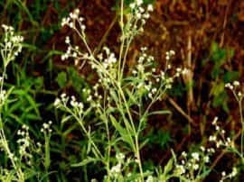 किसानों के लिए मुसीबत बनी अमेरिका से आई गाजर घास, गंभीर बीमारियों से ग्रसित हो रहे हैं लोग किसानों के लिए मुसीबत बनी अमेरिका से आई गाजर घास, गंभीर बीमारियों से ग्रसित हो रहे हैं लोग