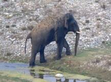 बाघ के हमले में घायल हुआ हाथी का बच्चा, समय पर इलाज मिलने से बच गई जान