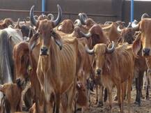 सरकारी गौशाला में भूख और ठंड की वजह से हुई 9 गायों की मौत, 2 कर्मचारी निलंबित