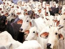 गौशालायें बनी कब्रगाह, कड़कड़ाती ठंड में गोवंशों की दुर्दशा; मौतों का सिलसिला जारी